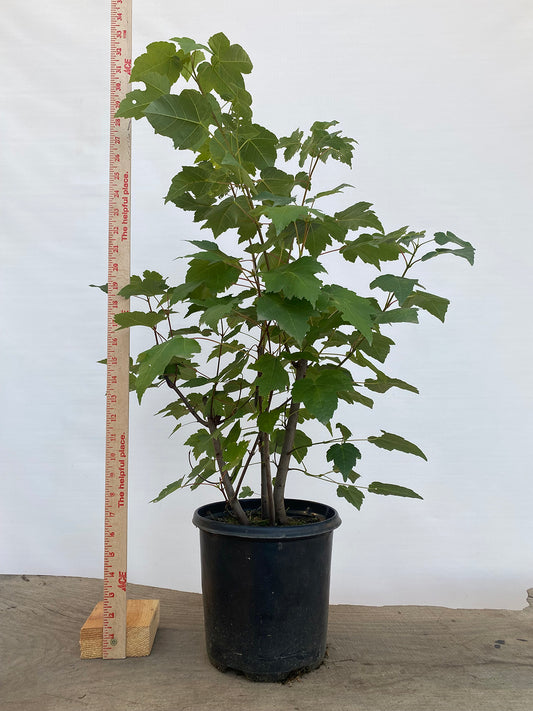 Red Maple clump in a 2 gallon pot (ARG-01)