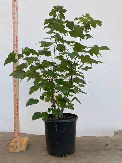 Red Maple clump in a 2 gallon pot (ARG-01)