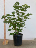 Red Maple clump in a 2 gallon pot (ARG-01)