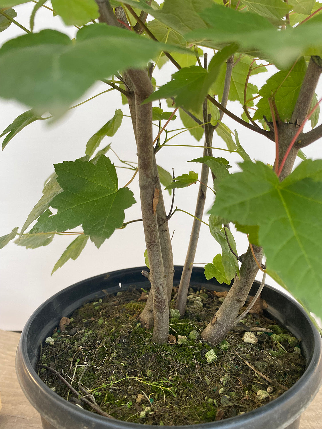 Red Maple clump in a 2 gallon pot (ARG-01)