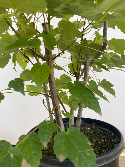 Red Maple clump in a 2 gallon pot (ARG-01)