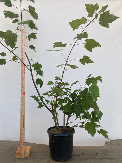 Red Maple clump in a 2 gallon pot (ARG-02)