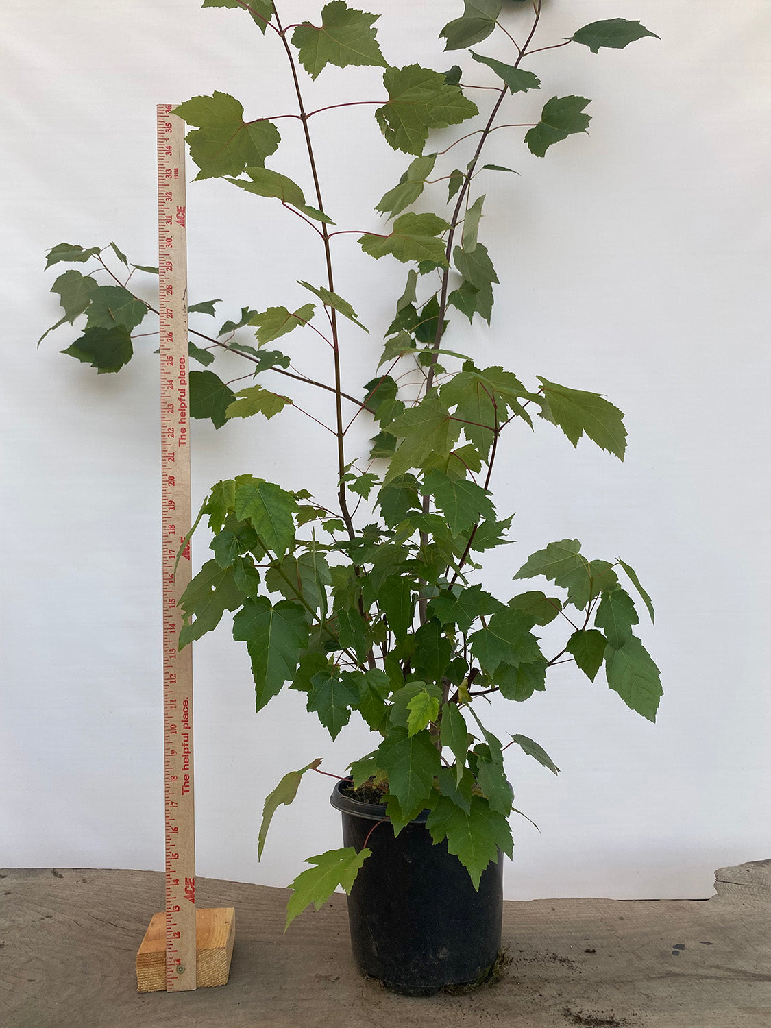 Red Maple clump in a 2 gallon pot (ARG-02)