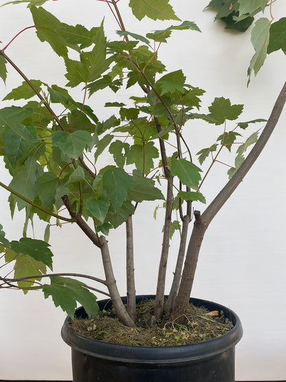 Red Maple clump in a 2 gallon pot (ARG-02)
