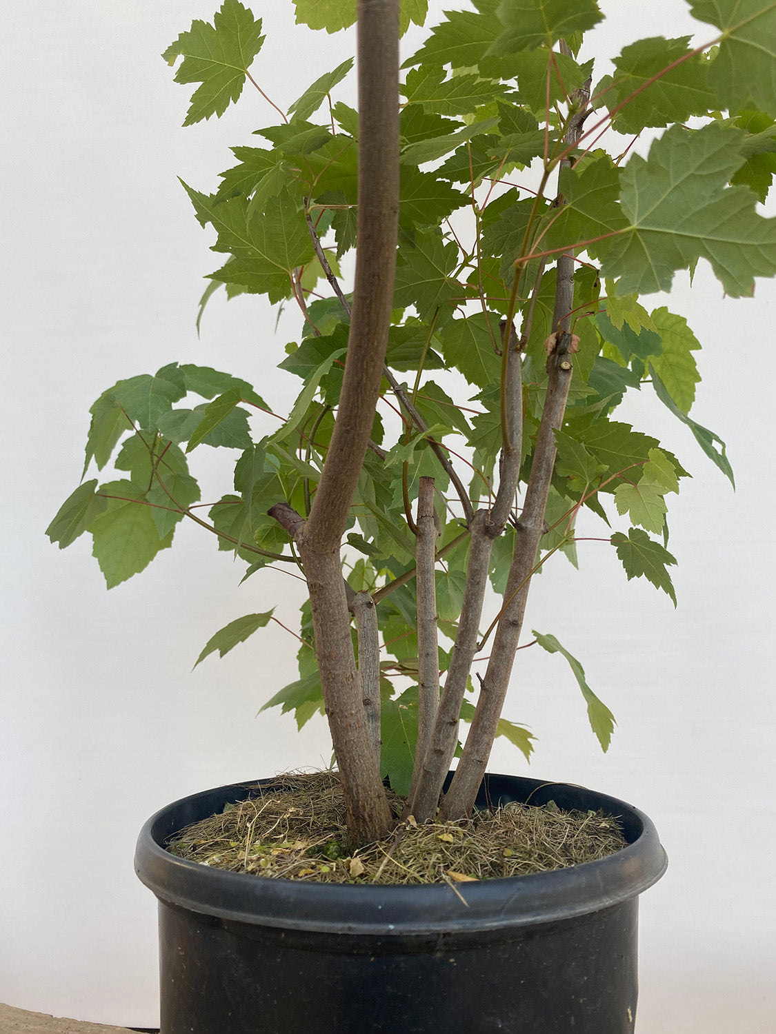 Red Maple clump in a 2 gallon pot (ARG-02)