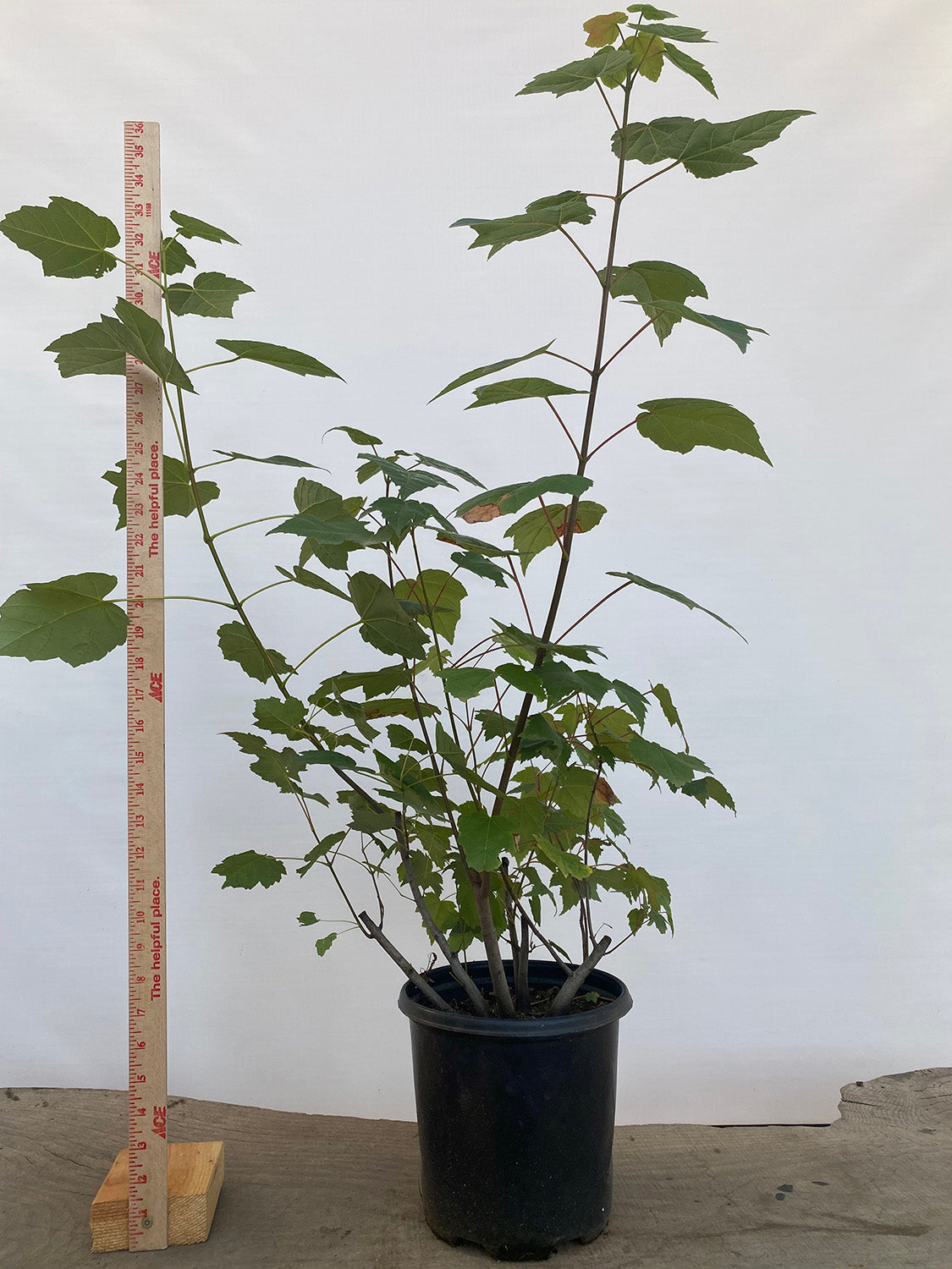 Red Maple clump in a 2 gallon pot (ARG-03)