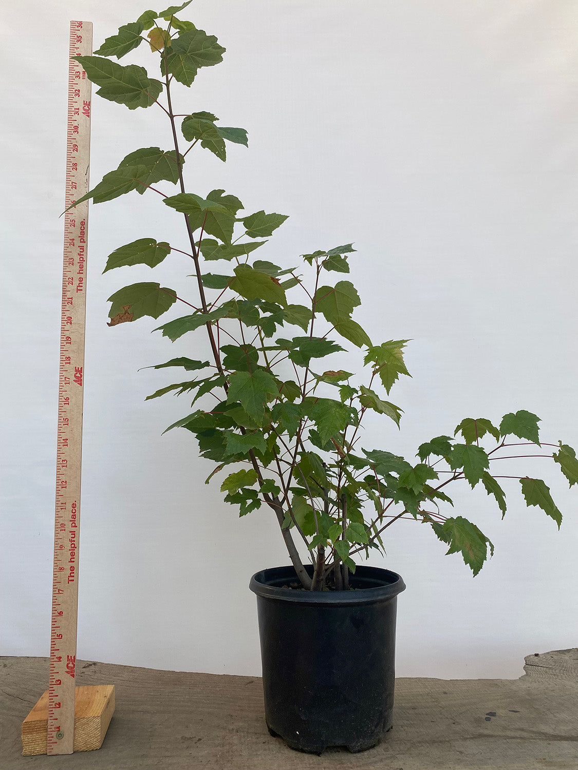 Red Maple clump in a 2 gallon pot (ARG-03)