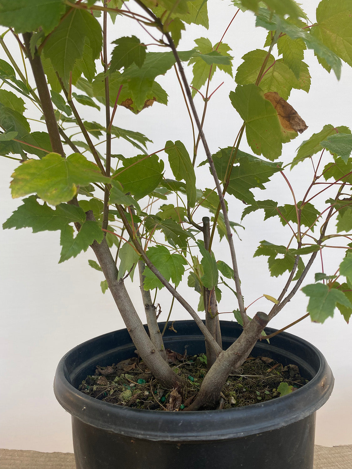 Red Maple clump in a 2 gallon pot (ARG-03)