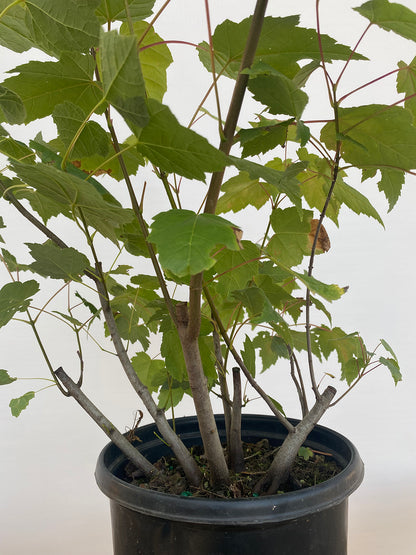 Red Maple clump in a 2 gallon pot (ARG-03)