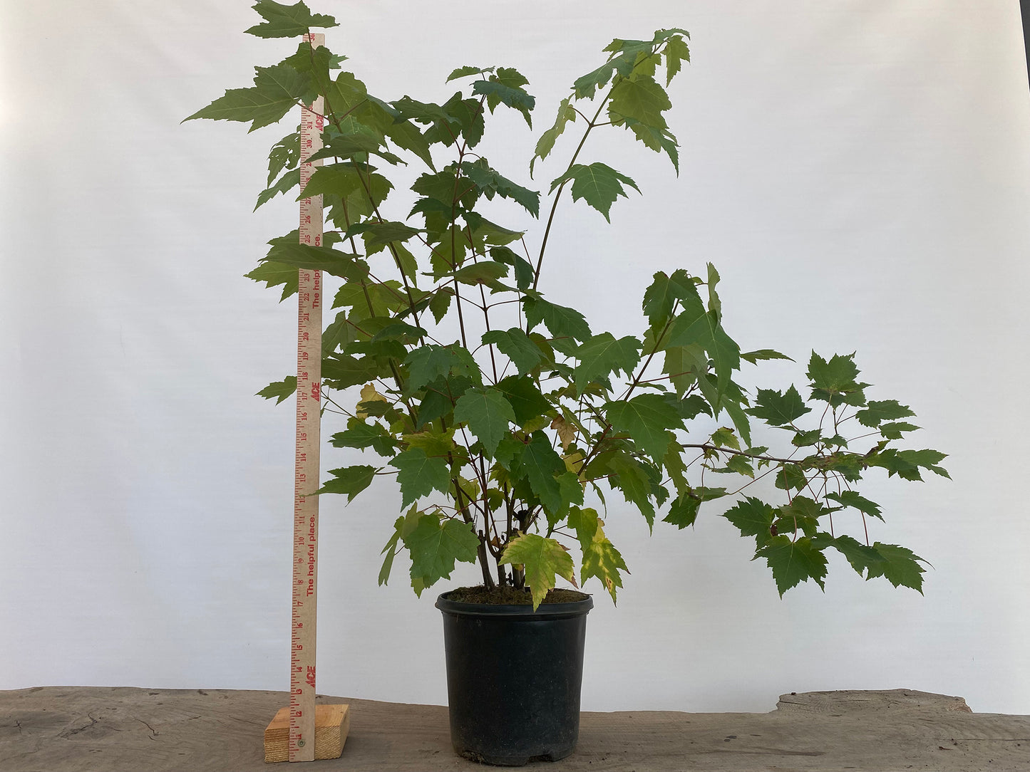 Red Maple clump in a 2 gallon pot (ARG-04)