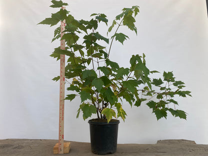 Red Maple clump in a 2 gallon pot (ARG-04)