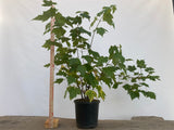 Red Maple clump in a 2 gallon pot (ARG-04)