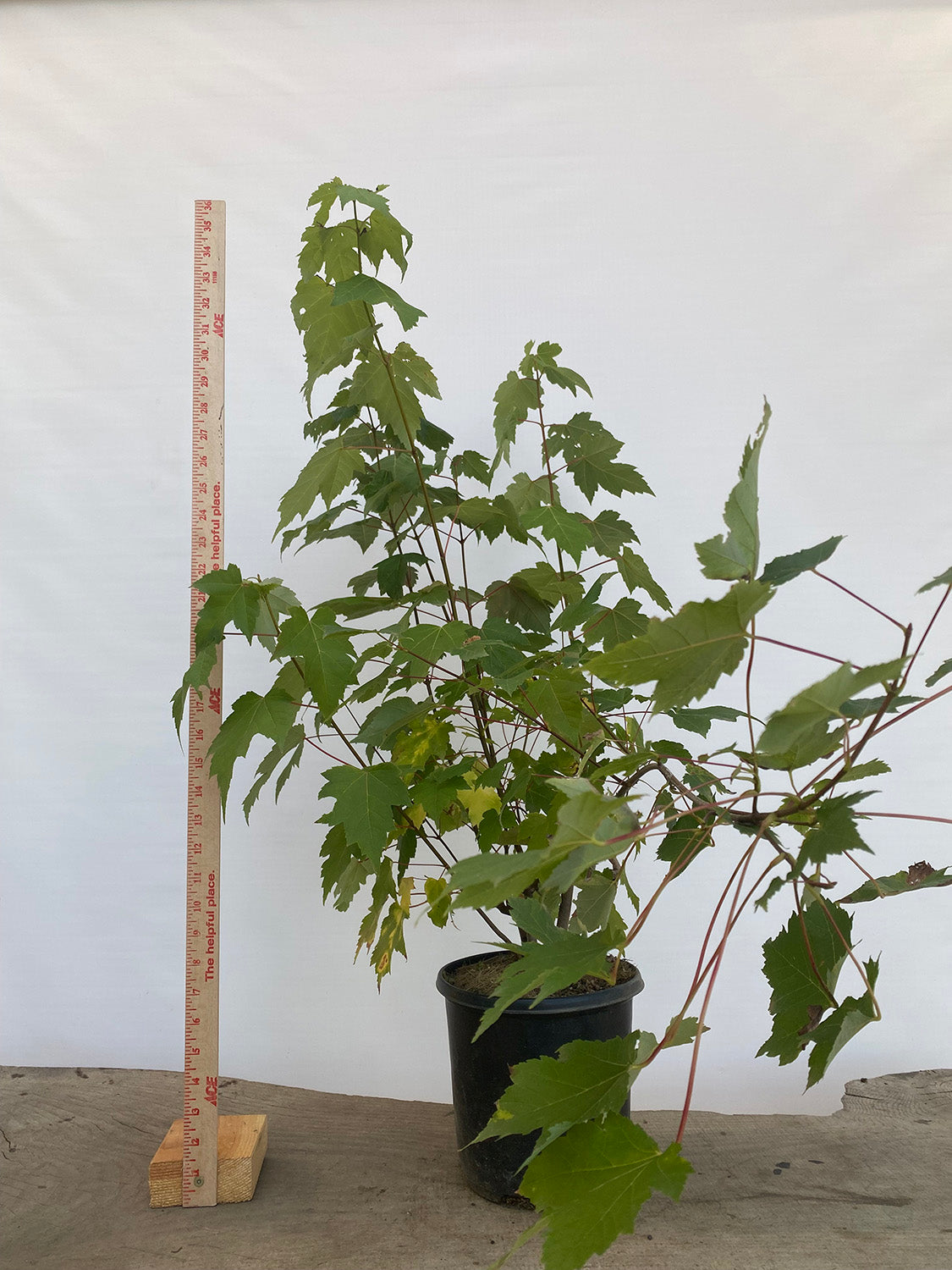 Red Maple clump in a 2 gallon pot (ARG-04)