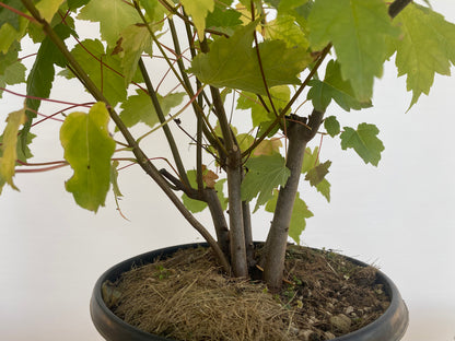 Red Maple clump in a 2 gallon pot (ARG-04)