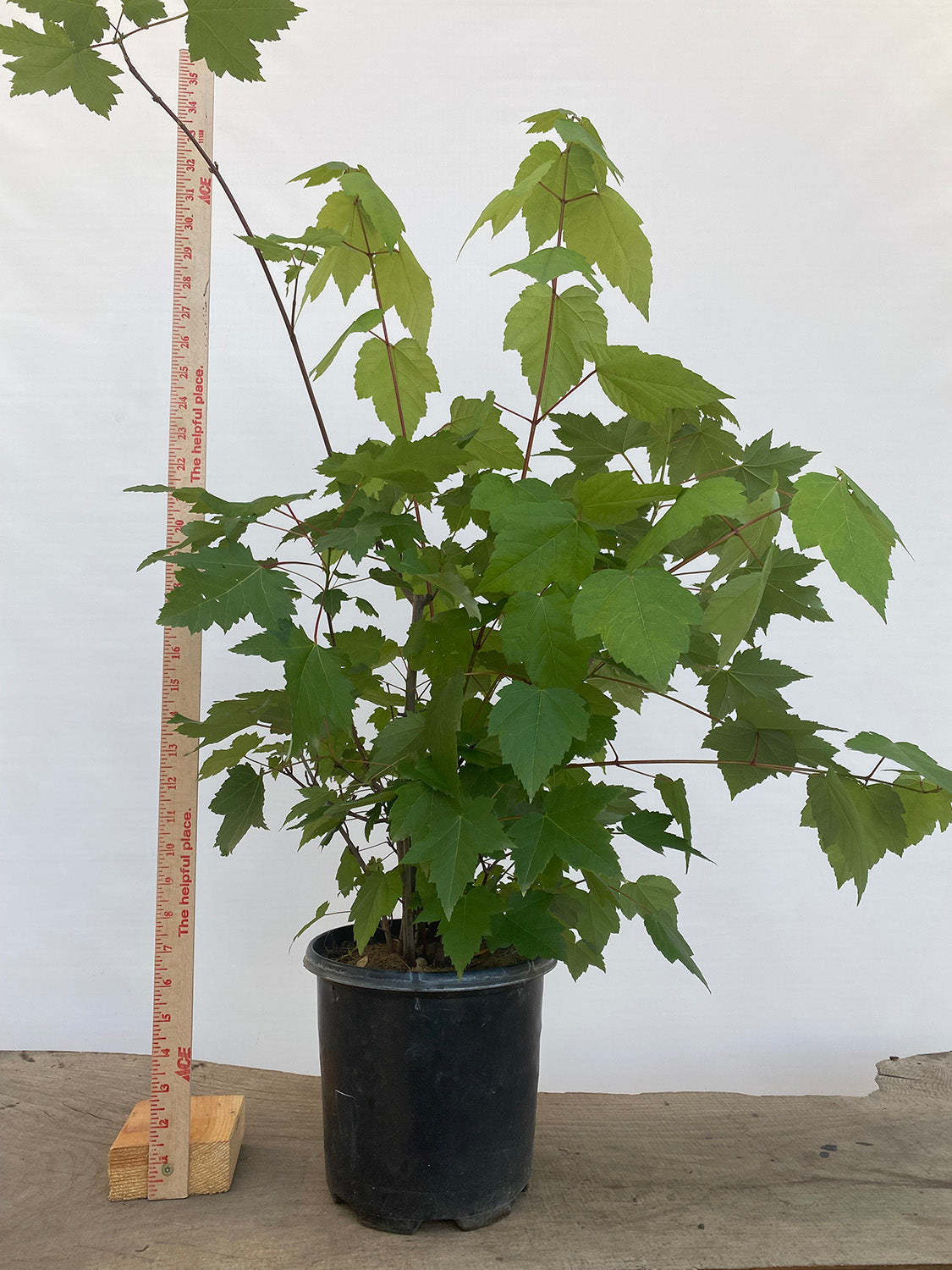 Red Maple clump in a 2 gallon pot (ARG-05)