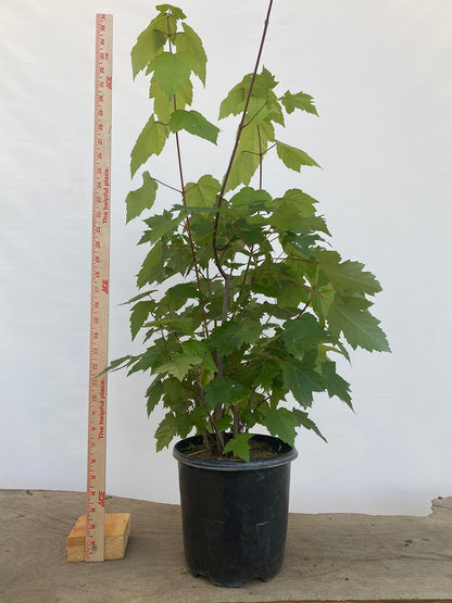 Red Maple clump in a 2 gallon pot (ARG-05)