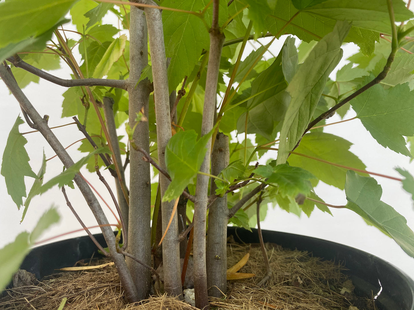 Red Maple clump in a 2 gallon pot (ARG-05)