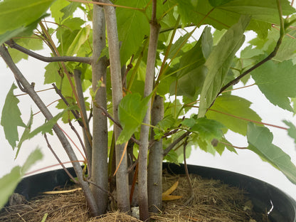 Red Maple clump in a 2 gallon pot (ARG-05)
