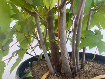 Red Maple clump in a 2 gallon pot (ARG-05)