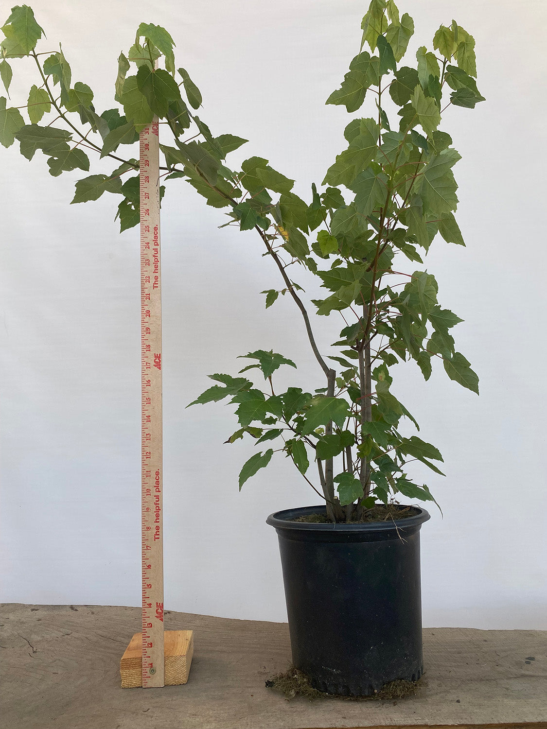 Red Maple clump in a 2 gallon pot (ARG-06)