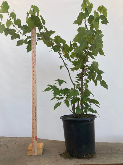 Red Maple clump in a 2 gallon pot (ARG-06)