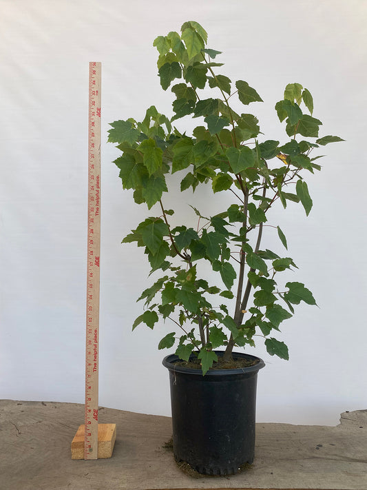 Red Maple clump in a 2 gallon pot (ARG-06)