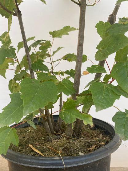 Red Maple clump in a 2 gallon pot (ARG-06)