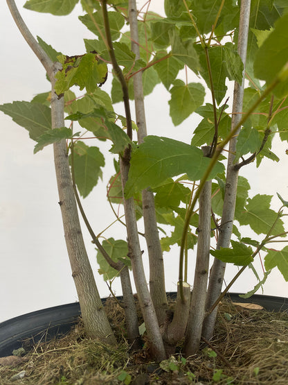 Red Maple clump in a 2 gallon pot (ARG-06)