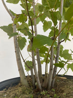 Red Maple clump in a 2 gallon pot (ARG-06)