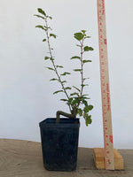 Sargent Crabapple in an 6" pot (MR6-01)