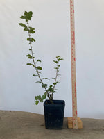 Sargent Crabapple in an 6" pot (MR6-01)