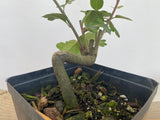 Sargent Crabapple in an 6" pot (MR6-01)