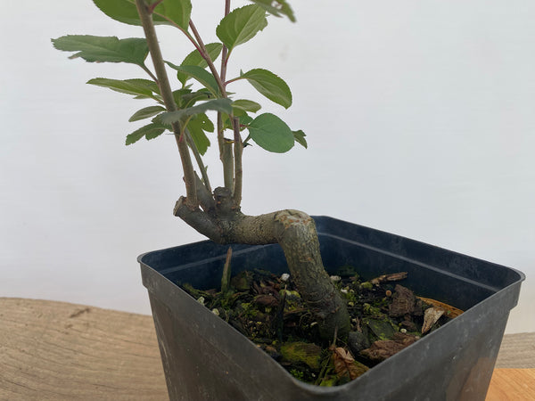 Sargent Crabapple in an 6" pot (MR6-01)