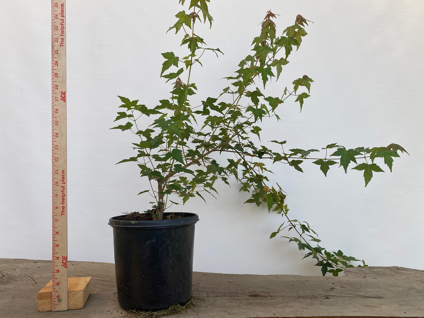 Trident Maple in a 1 gallon pot (ABG-01)