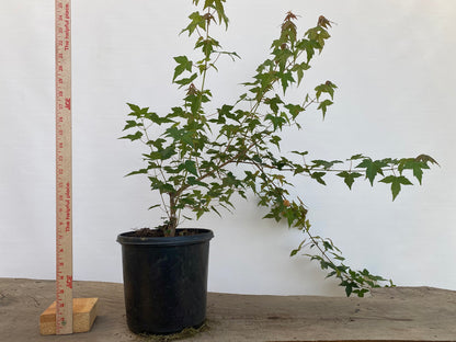 Trident Maple in a 1 gallon pot (ABG-01)
