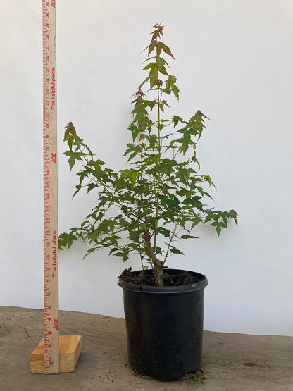 Trident Maple in a 1 gallon pot (ABG-01)
