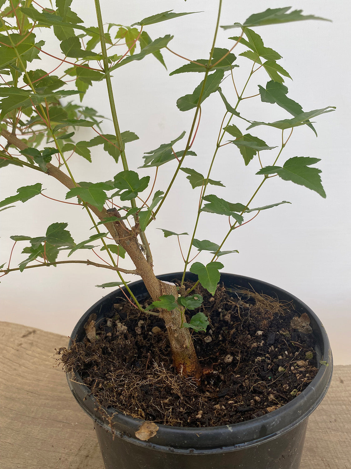 Trident Maple in a 1 gallon pot (ABG-01)