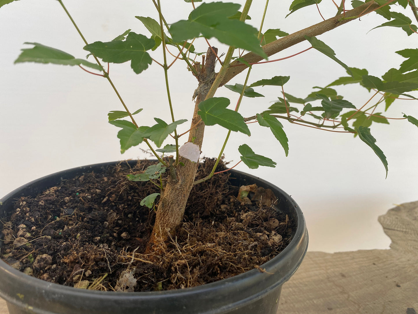 Trident Maple in a 1 gallon pot (ABG-01)