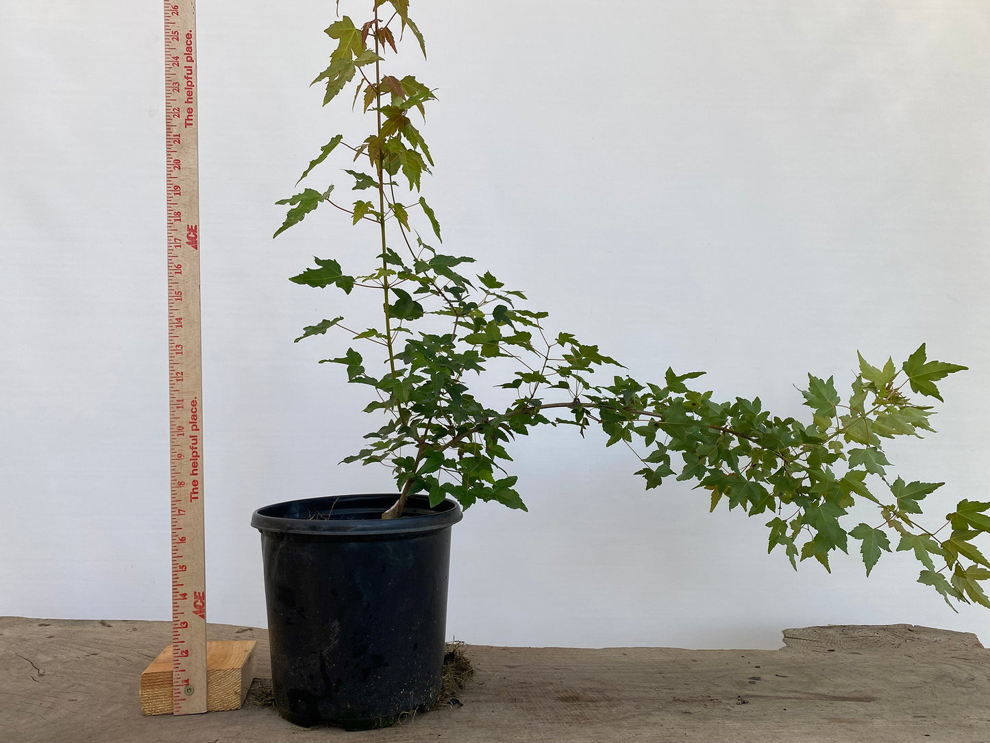 Trident Maple in a 1 gallon pot (ABG-02)