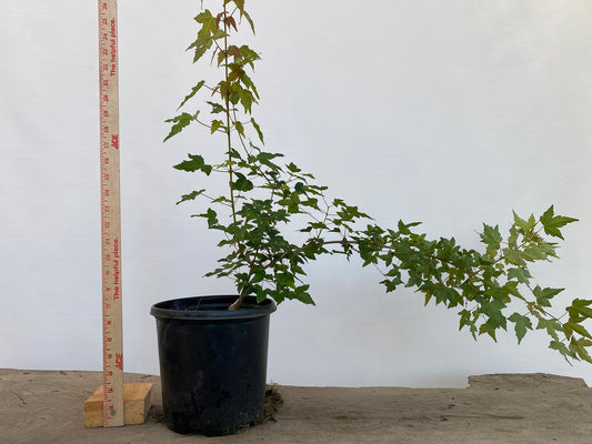 Trident Maple in a 1 gallon pot (ABG-02)