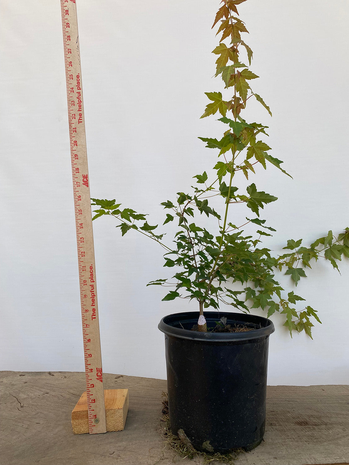 Trident Maple in a 1 gallon pot (ABG-02)