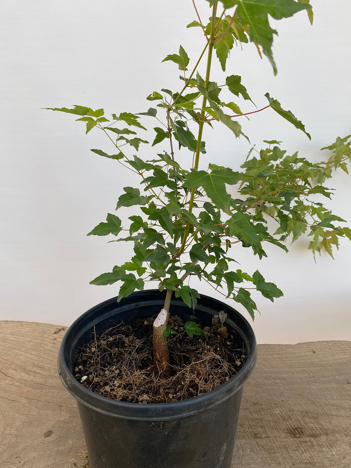 Trident Maple in a 1 gallon pot (ABG-02)