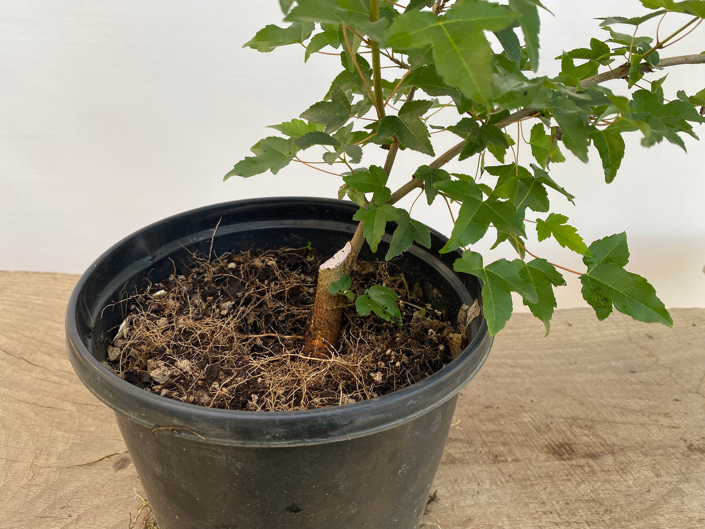 Trident Maple in a 1 gallon pot (ABG-02)