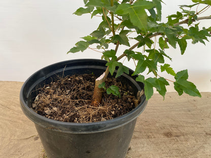 Trident Maple in a 1 gallon pot (ABG-02)