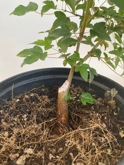 Trident Maple in a 1 gallon pot (ABG-02)