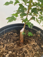 Trident Maple in a 1 gallon pot (ABG-02)