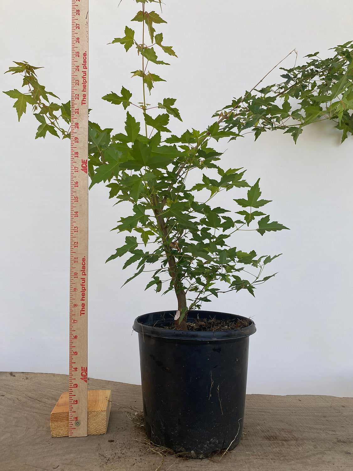 Trident Maple in a 1 gallon pot (ABG-03)
