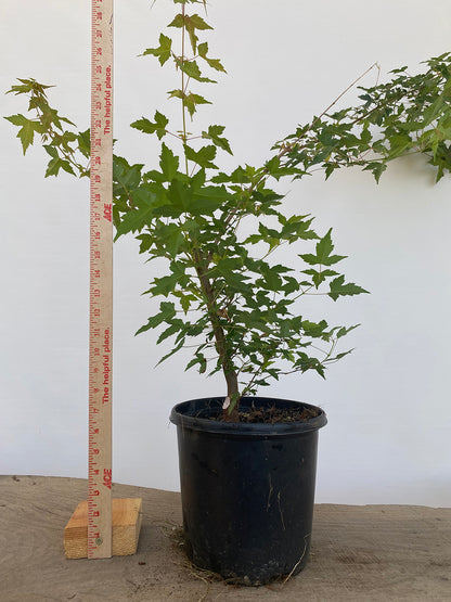 Trident Maple in a 1 gallon pot (ABG-03)