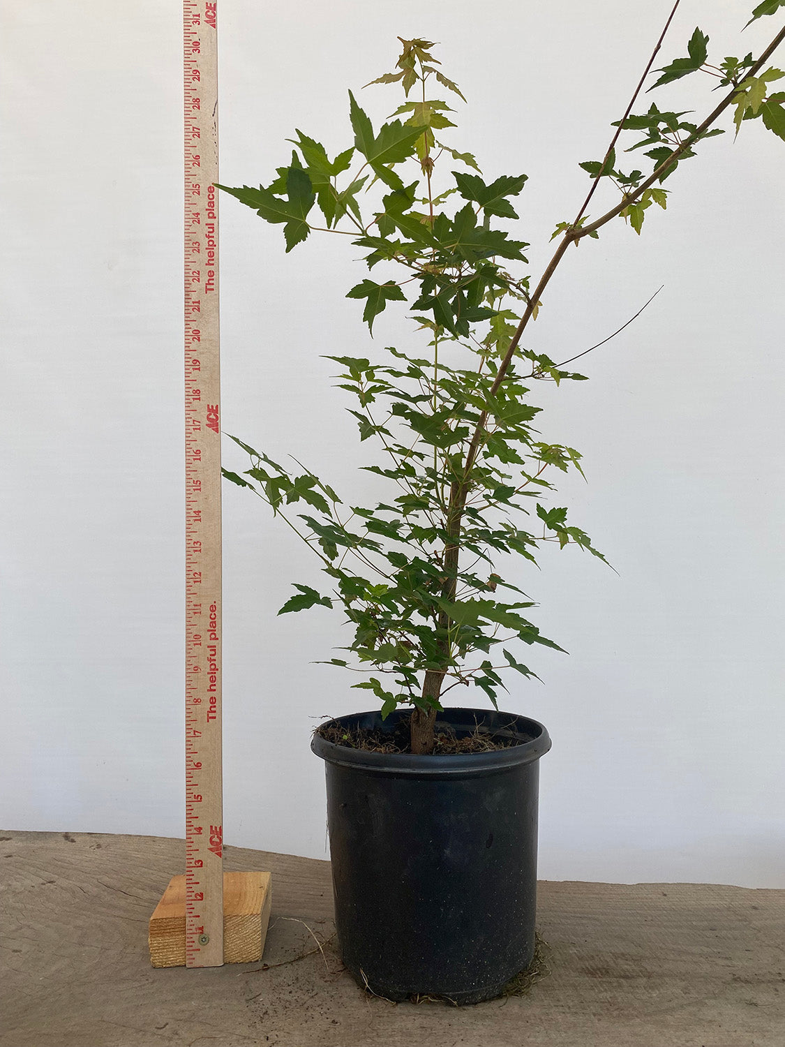 Trident Maple in a 1 gallon pot (ABG-03)