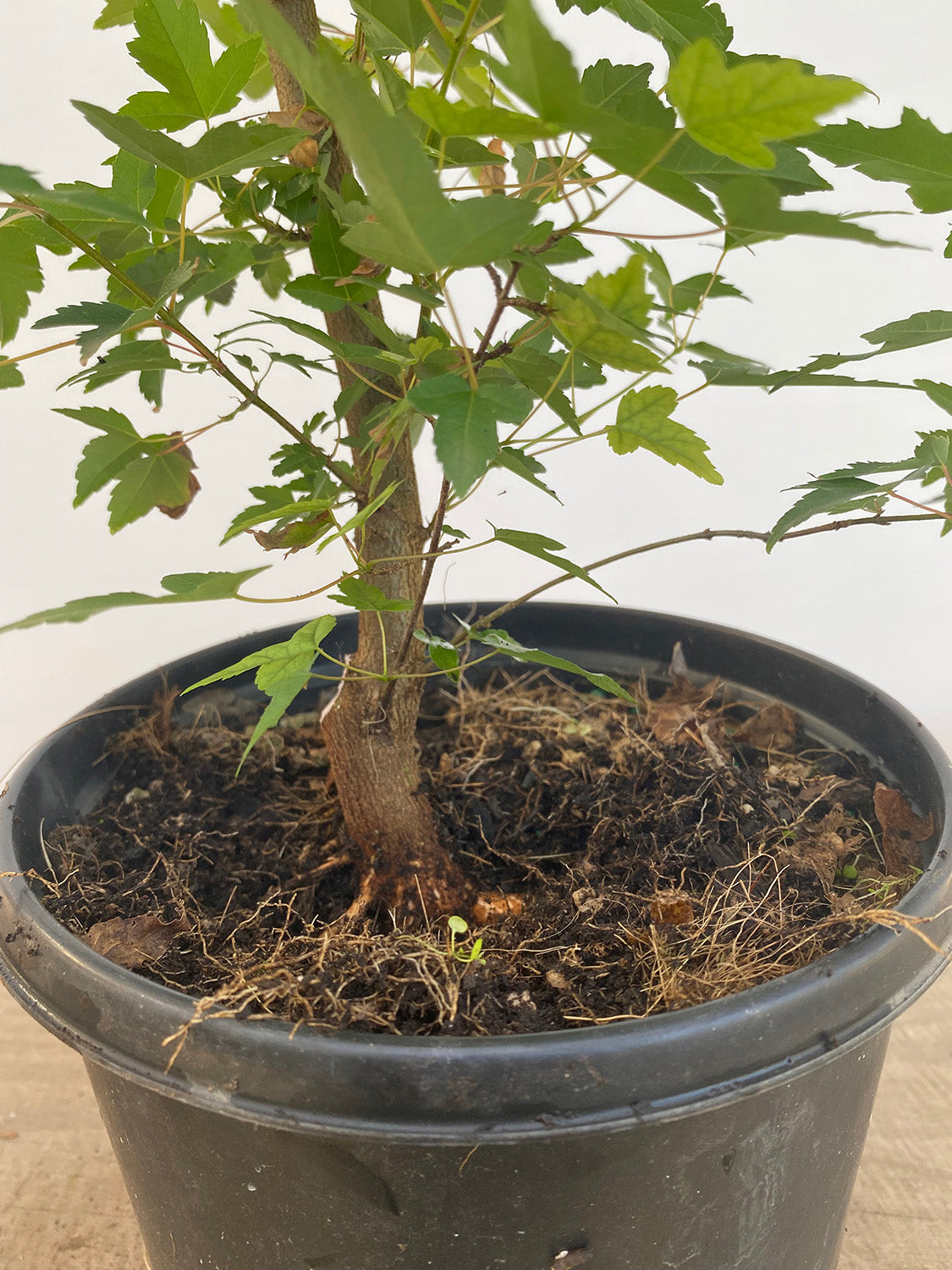 Trident Maple in a 1 gallon pot (ABG-03)